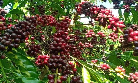 Cà phê Đắk Lắk được công nhận Di sản Văn hóa phi Vật thể Quốc gia