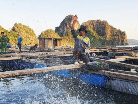 Quảng Ninh hướng đến khai thác thuỷ sản có trách nhiệm, bền vững và giá trị cao