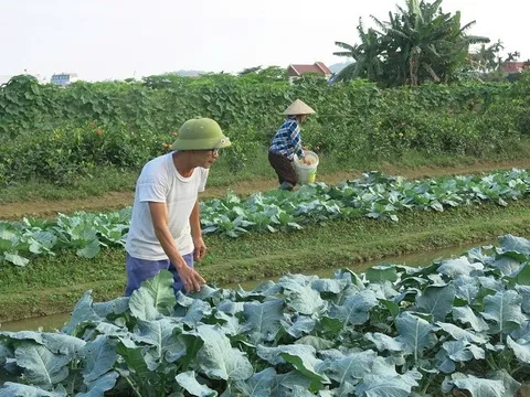 Hải Phòng: Khuyến khích nhân rộng mô hình sản xuất nông nghiệp tuần hoàn