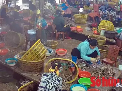 Green Aquatech và ‘hành trình’ mang hàu Quảng Ninh xuất khẩu?